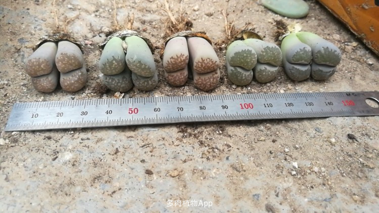 kaiyun开云网页版