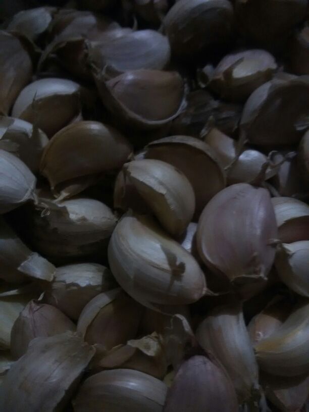 江苏三河镇逐步形成以木业加工为支柱的产业【kaiyun网页登录入口】