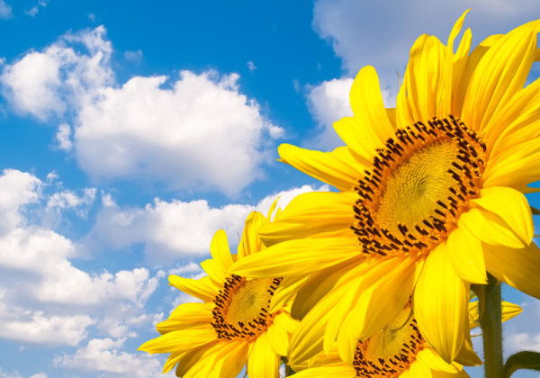 “kaiyun网页登录入口”全面解决“两不愁三保障”突出问题  我区集中力量打好四大战役  今年5月10日至明年6月30日，总投入超过150亿元