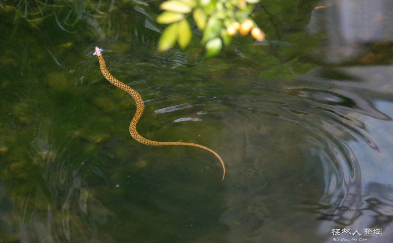 ‘kaiyun网页登录入口’速可读精斑检测试纸加盟代理批发