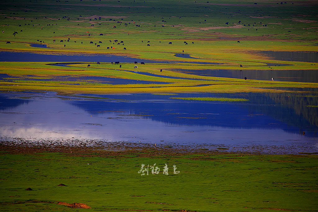 kaiyun网页登录入口|我国现有桉树人工林450多万公顷年产木材超过3000万立方米